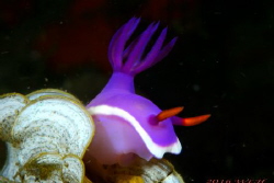 Nudibranch
Risbecia apolegma by Wei-Lun Hsieh 